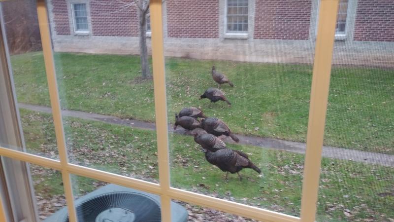 20181217_101259-turkeys.jpg