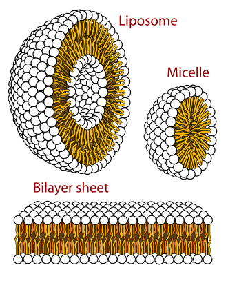 bilayer_types.png