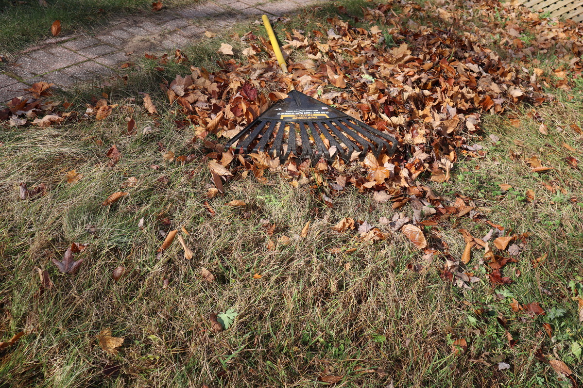 raked_leaves.jpg