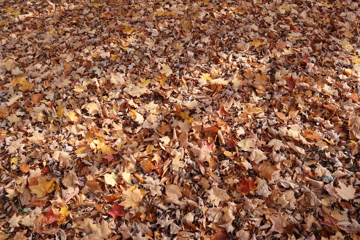 Leaves-Oct28.jpg