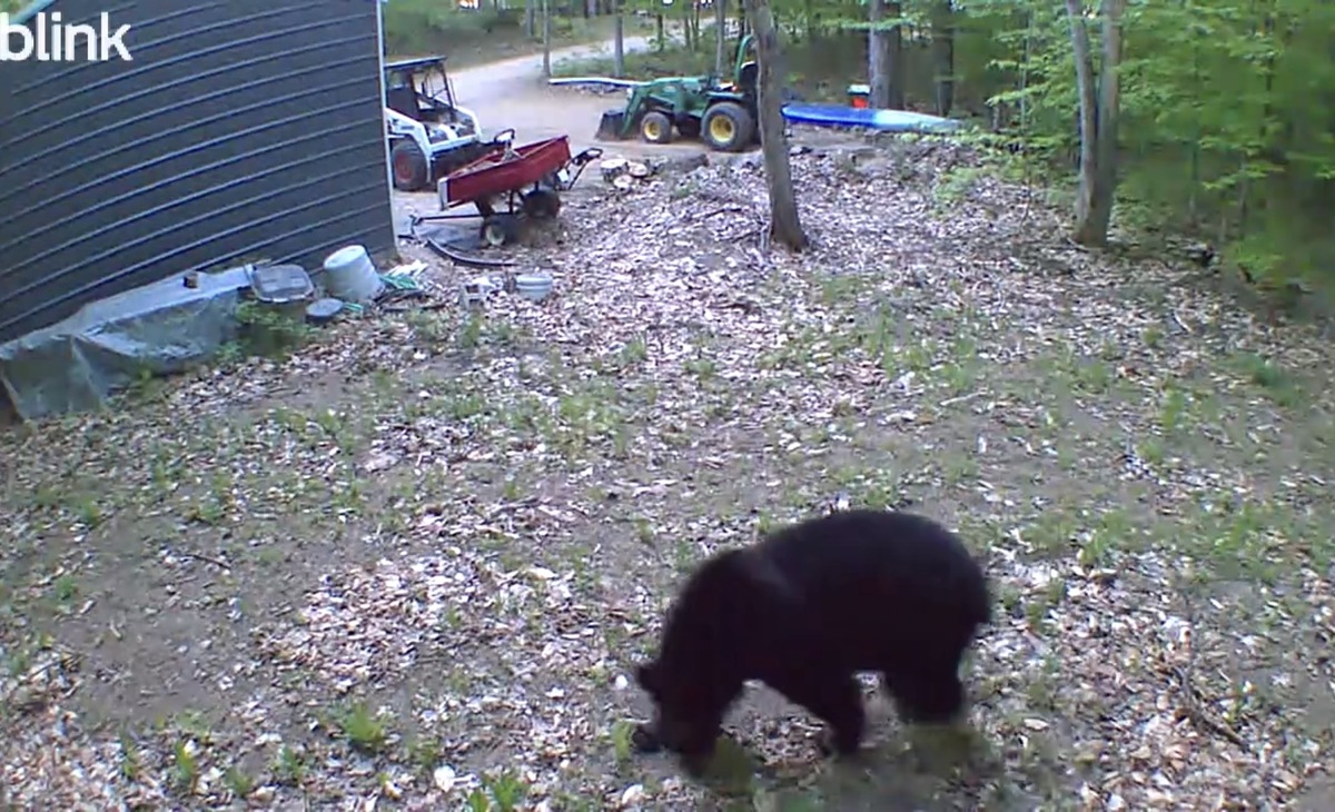 bear26.jpg