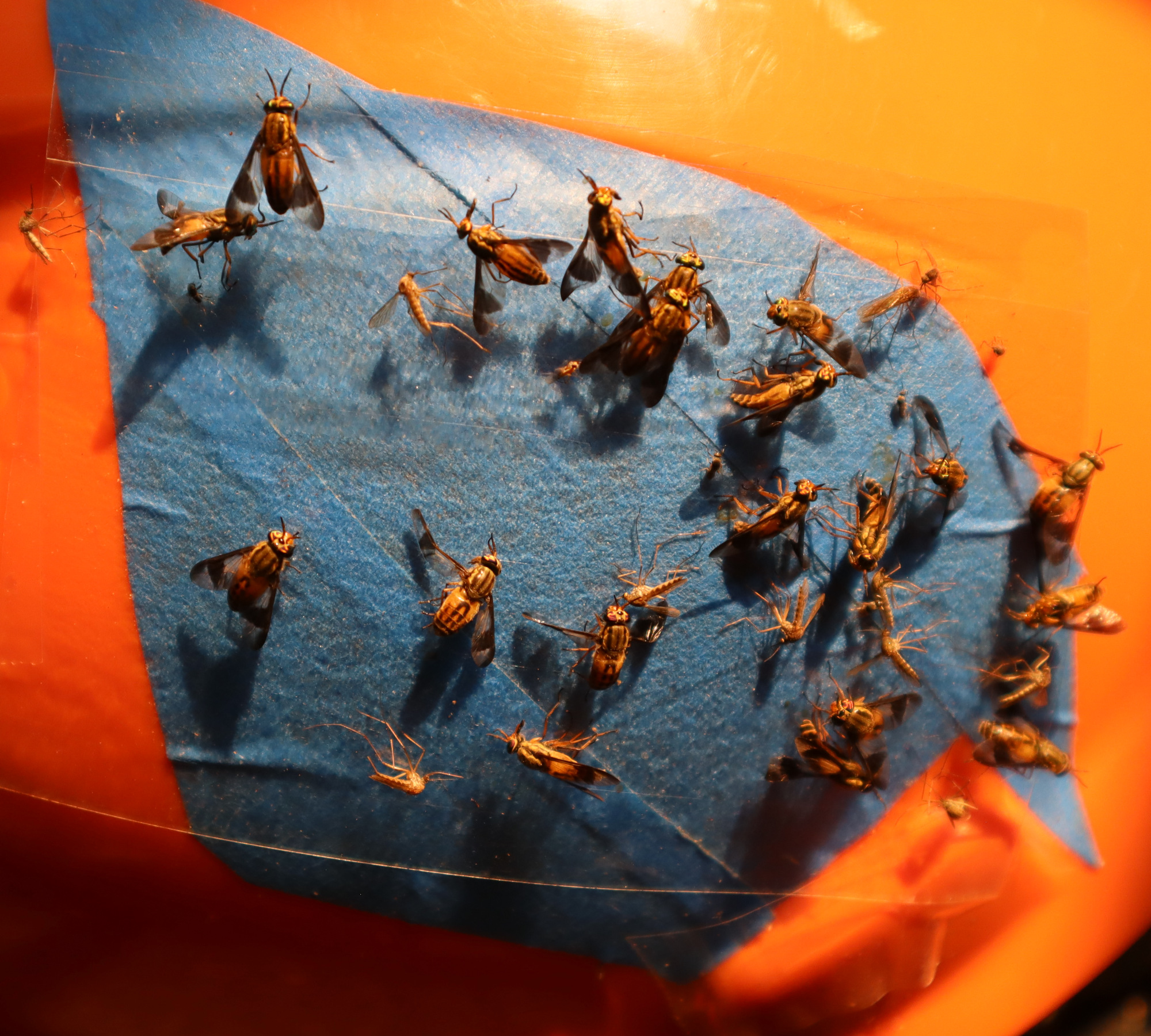 bugs260716-2.jpg