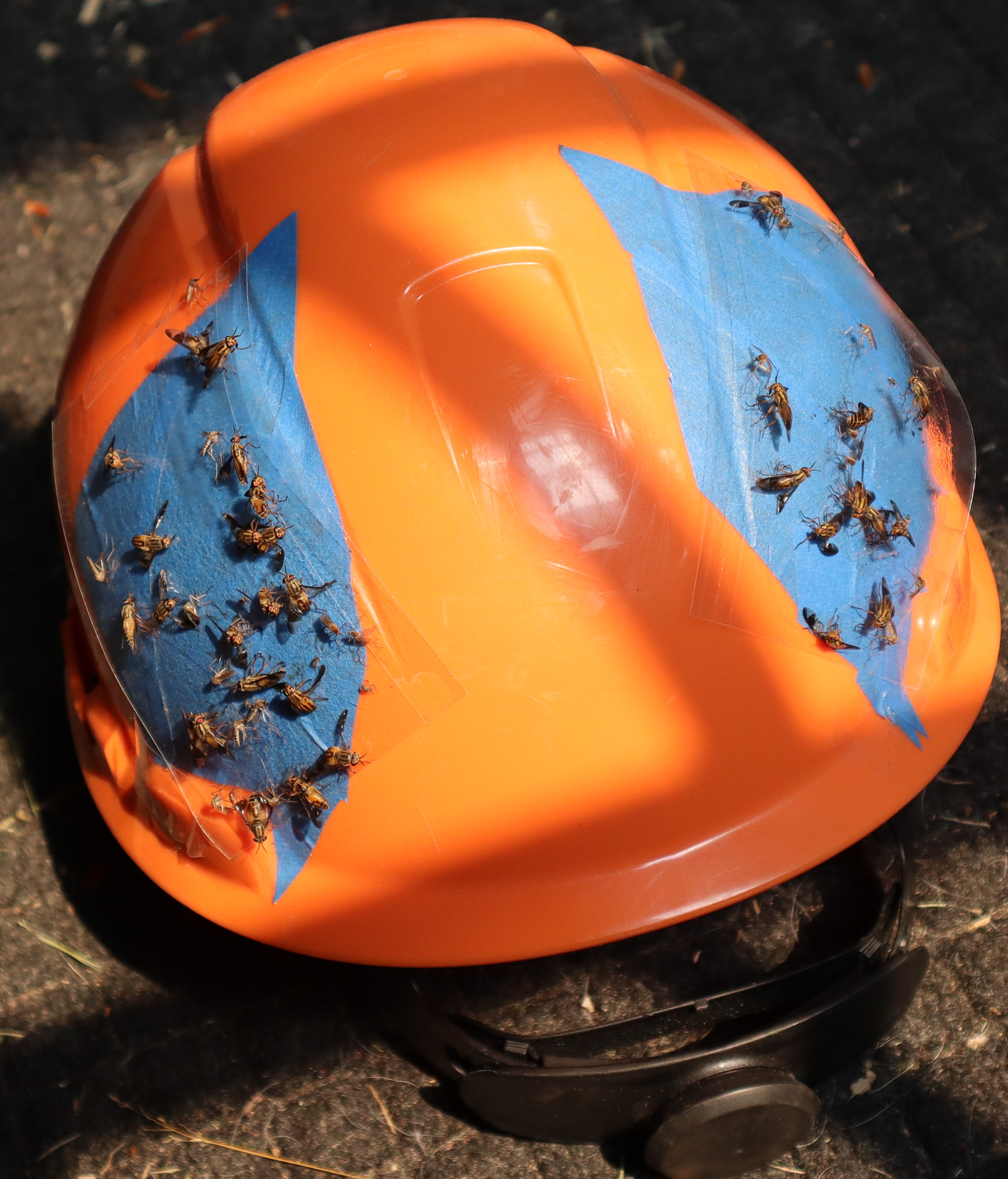 bugs260716-1.jpg