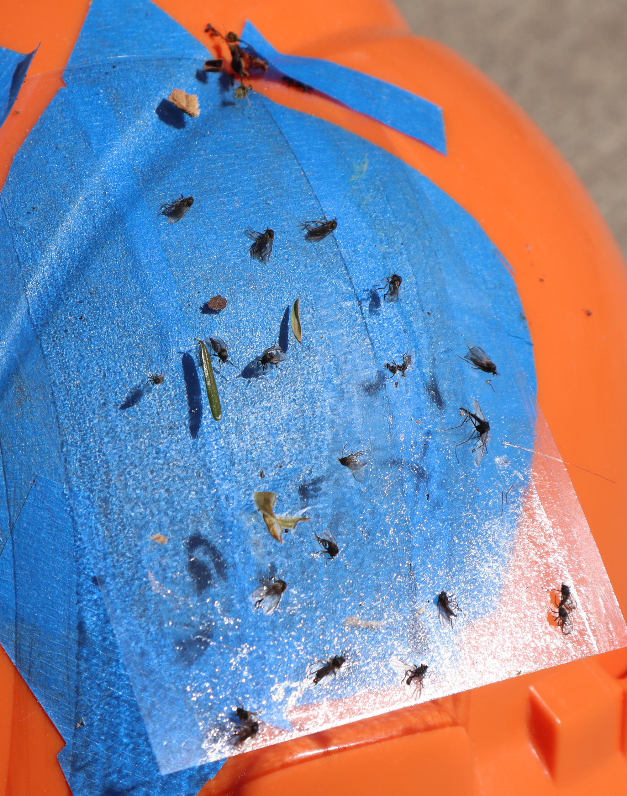 bugs260520-2.jpg